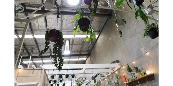 導(dǎo)光管創(chuàng)新植物室內(nèi)栽培照明零能耗技術(shù)