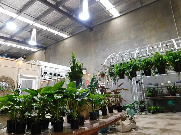 索樂圖導(dǎo)光管為你詮釋，自然光對(duì)植物和人的積極影響